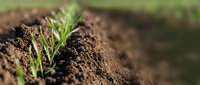 Young seedling sprouting from rich soil in garden or farm setting, representing growth, agriculture, and new beginnings for environmental and farming projects.