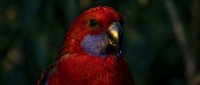 Vibrant red and blue parrot with striking plumage poses against a dark natural background, showcasing exotic wildlife in a close-up portrait.