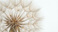 Macro shot of dandelion seedhead with delicate, wispy seeds dispersing against white background, suitable for botanical and nature design projects.