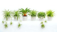 Collection of spider plants in white pots with cascading green foliage and baby plantlets for home decor and indoor gardening projects.