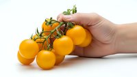 Fresh orange cherry tomatoes on vine held by hand isolated on white background for healthy cooking and organic farming concepts.