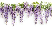 Cascading purple wisteria flowers with green leaves creating natural border design on white background, isolated floral arrangement for decorative purposes.