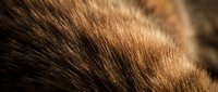 Close-up macro view of brown animal fur texture showing detailed hair strands and natural patterns for wildlife and nature design projects.