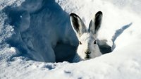 Arctic hare with white winter coat peeking from snow burrow in frozen wilderness landscape during cold season for wildlife and nature content.