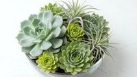 Succulent garden arrangement with air plants in white bowl on clean background for home decor and botanical design projects.