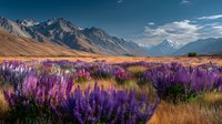 Mountain landscape with purple lupine flowers blooming in golden grassland valley under dramatic snow-capped peaks and blue sky for nature photography.