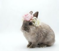 Adorable gray bunny rabbit wearing delicate pink and white flower crown on clean white background. Easter spring celebration pet portrait concept.