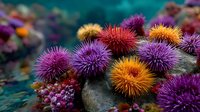 Colorful sea urchins with spiny shells in vibrant purple, orange and red hues clustered on ocean floor. Marine life underwater ecosystem biodiversity.
