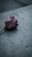 Dried purple tulip resting on gray concrete surface with the word sorry carved into stone, evoking grief, apology, and emotional loss.