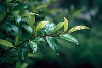 Fresh green leaves with water droplets after rain, creating a serene natural atmosphere in garden or forest environment.
