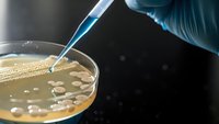 Laboratory technician in blue gloves using pipette to transfer sample into petri dish with bacterial colonies for microbiological research and testing.