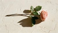 Single pink rose with green leaves casting shadow on textured beige surface for romantic greeting cards, wedding invitations, and floral design projects.