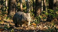 Adorable wombat in natural forest habitat among fallen leaves and ferns, showcasing Australian wildlife in woodland environment for nature photography.