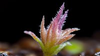 Macro shot of pink cannabis trichomes glowing with crystalline resin glands on dark background, showing detailed plant structure and natural growth patterns.