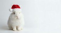 White fluffy rabbit wearing red Santa hat sitting on clean background for holiday greeting cards and Christmas decorations.