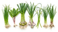 Fresh green onions and scallions with roots arranged in row on white background, isolated organic vegetables for cooking and culinary design projects.