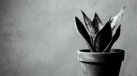 Snake plant in terracotta pot against textured wall, monochrome indoor houseplant photography for minimalist home decor and botanical design projects.