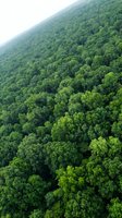 Aerial view of dense green forest canopy stretching across rolling hills, showcasing lush woodland ecosystem and natural landscape from above.