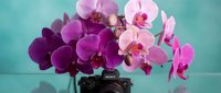 Purple and pink orchid flowers arranged in elegant display with vintage camera on turquoise background for creative photography and floral design projects.