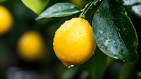 Fresh ripe lemon hanging on tree branch with green leaves and water droplets after rain, organic citrus fruit growing in garden for healthy nutrition.