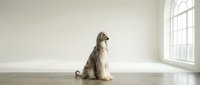 Afghan hound dog sitting elegantly in minimalist white interior room with large arched window and natural lighting for pet photography and home decor.