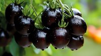 Fresh ripe black tomatoes with water drops growing on vine branch against blurred green garden background, organic healthy produce.