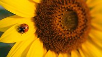 Ladybug crawling on bright yellow sunflower petals with brown seed head in soft focus background, macro nature photography for gardening and wildlife themes.