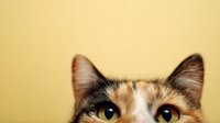 Adorable calico kitten with orange, black and white fur looking up with bright yellow eyes against warm beige background for pet adoption campaigns.