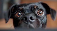 Close up portrait of black dog face with expressive brown eyes and wet nose looking directly at camera, showing curiosity and innocent expression.