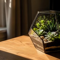 Modern geometric glass terrarium with succulent plants on wooden table in warm sunlight creating peaceful home decor atmosphere for interior design.