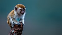 Young vervet monkey sitting on tree branch against blurred teal background, wildlife primate in natural habitat for nature and animal photography projects.