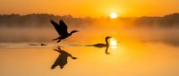 Silhouettes of birds taking flight over misty water at sunrise, with golden sunlight reflecting on the surface, suitable for nature and wildlife backgrounds.