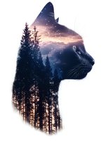 Double exposure silhouette of cat head blending with mystical forest landscape and starry night sky, creating dreamy nature-inspired artwork for wall decor.
