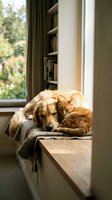 Golden retriever dog and orange tabby cat sleeping together peacefully on wooden window seat with soft blanket in cozy home interior with natural sunlight.