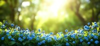 Small blue forget-me-not flowers blooming in spring garden with soft sunlight filtering through green foliage creating peaceful natural background.