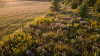 Aerial view of wildflower meadow with purple blooms and golden grasses in natural landscape, suitable for nature and environmental design projects.