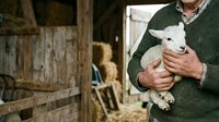 Farmer holding young white lamb in rustic barn setting, agricultural livestock care and farming lifestyle concept for rural and countryside themes.
