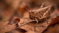 Brown grasshopper insect sitting on dried autumn leaves in natural habitat. Macro photography showcasing detailed textures and warm earth tones.