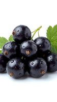 Fresh black currants with water droplets and green leaves isolated on white background for healthy eating and cooking projects.