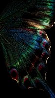 Macro close-up of iridescent butterfly wing showing intricate patterns with metallic blue, green and red scales against dark background for nature designs.