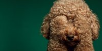 Adorable brown toy poodle with curly fur against emerald green background for pet photography and animal portraits.