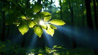 Sunlight streaming through fresh green beech leaves in misty forest creates magical morning atmosphere with natural lens flare and bokeh effect.