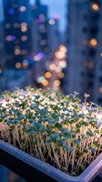 Microgreens seedlings growing in tray with blurred urban cityscape and bokeh lights at dusk, suitable for agriculture, sustainability, and urban farming concepts.