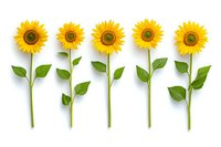 Five bright yellow sunflowers arranged in row with green stems and leaves isolated on white background, ready for design projects and creative layouts.