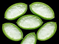 Sliced aloe vera gel pieces with green skin isolated on transparent background, ready for clipart, print-on-demand, sublimation, t-shirt design and sticker applications.