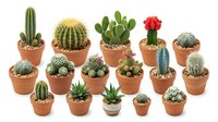 Collection of small potted cacti and succulents in terracotta pots isolated on white background for home decor and gardening projects.