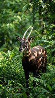 Young male antelope with straight horns standing in lush green tropical forest vegetation, natural wildlife habitat with dense foliage and ferns.