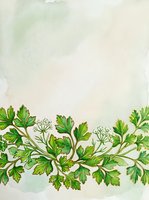 Watercolor parsley herb border with green leaves and delicate stems on soft cream background, isolated design element for culinary, botanical, and decorative projects.