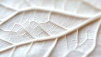 Close-up macro view of delicate leaf veins and texture in soft neutral tones, showcasing natural organic patterns and botanical details for nature design.
