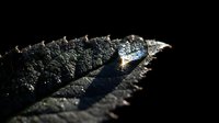 Close-up of weathered metal saw blade with rusty serrated teeth against dark background showing industrial tool texture and corrosion details.